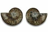 Cut & Polished, Agatized Ammonite Fossil - Madagascar #323354-1